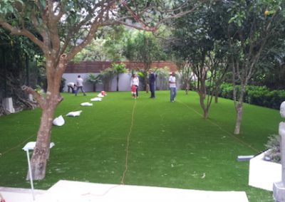 wahking-royalgrass-11